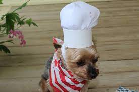 Diy Dog Chef Hat Treat Ideas Hobbies On A Budget Chefs Hat Diy Dog Stuff Dog Treats