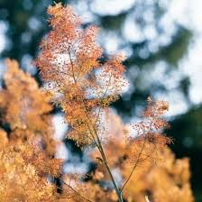 Image result for Macleaya