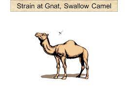 Butter can be used in other expressions. Strain At Gnat Swallow Camel Jesus Spoke Many Famous Sayings That Richly Add To Our Vernacular Today Cp Matt 19 24 24 Ye Blind Guides Which Strain Ppt Download