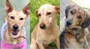 Feira de adoção de animais será realizada neste sábado