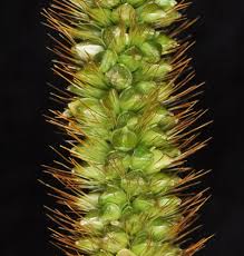 Image result for Setaria pumila