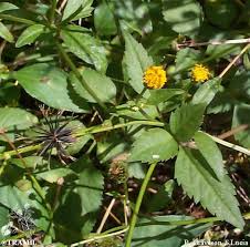 Image result for Bidens pilosa