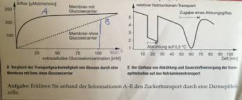 Biologie Diagramm Beschreiben Glucose Schule Lernen Klausur