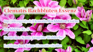 Maybe you would like to learn more about one of these? Clematis Bachbluten Essenz Yogawiki