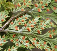 Image result for Eragrostis hispida