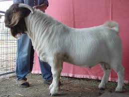 Mugambi Boer Goats -Bucks