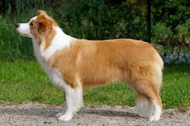 Red and white border collie. Wurfplanung