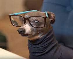 55 Sad Dog Meme Chihuahua L2sanpiero