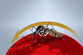 Jun 23, 2021 · 23.06.2021, 12:36 uhr berichte über aggressive mücken: Sommer 2017 Tigermucke Wird Zur Importierten Gefahr Haz Hannoversche Allgemeine