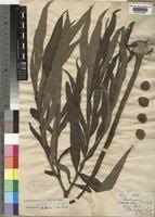 Image result for Amorphophallus abyssinicus