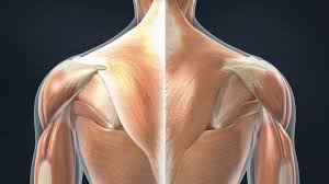 Musclesm in the upper human back. Trapezius Strain Causes Symptoms Treatment Resurgens Orthopaedics