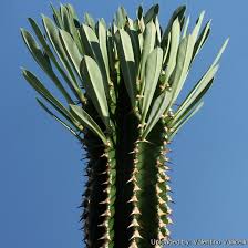 A, healthy well packaged plants. Euphorbia Abyssinica