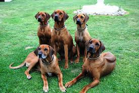 Ridgeback puppies for sale south africa. Rhodesian Ridgebacks Matzikamma