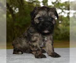 We did not find results for: Crested Havanese Dogs For Adoption In Usa Page 1 10 Per Page Puppyfinder Com