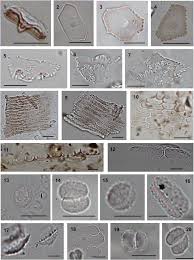 Image result for Pycreus macranthus