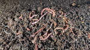 Image result for Red Wigglers