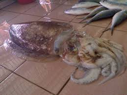 Sotong katak tergolong dalam kelas cephalopoda (yang juga termasuk sotong, kurita, dan nautilus). Resepi Sotong Katak Masak Sambal