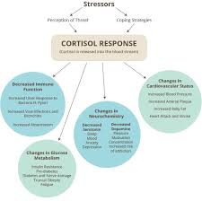 Cortisol Response The Synthesis Of Cortisol In The Adrenal Gland Is Stimulated By The Anterior Lobe Of The Hormones Nursing Addisons Disease Stress Response