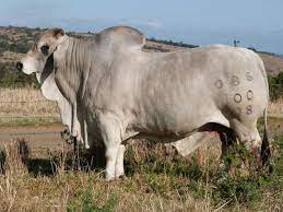 Osterloh Brahman Bull Sale Hobson Co Bucking Bulls Pet Birds Animals With Horns