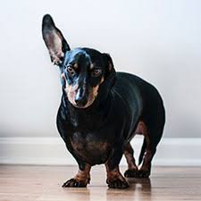 But the gene for brown fur is masked by the gene for black fur. Digital Radiography River Bridge Animal Hospital