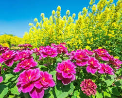 spring flowers Photos & Images ...