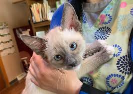Check spelling or type a new query. Spring Harbor Animal Hospital Madison Veterinarians