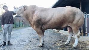 L'organisme de sélection national de la race blonde d'aquitaine #osblond. Luneray Max Un Taureau Cauchois De Race Blonde D Aquitaine Au Salon