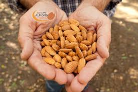 1 jenis jenis kerang dan gambarnya paling lengkap. Bentuk Kacang Almond Dan Gambar Kacang Almond