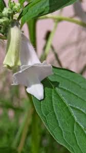 Image result for Pedaliaceae