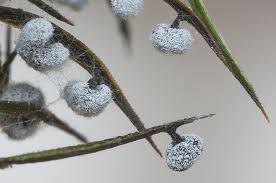 Image result for Melanospermum