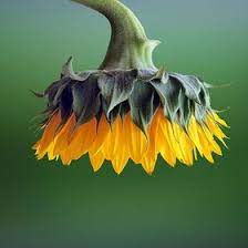 Sunflower No Rain No Flowers Sunflower Flower Quotes
