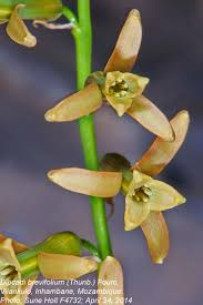 Image result for Dipcadi brevifolium