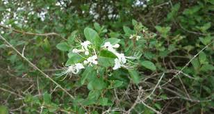 Image result for Volkameria