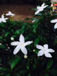 We did not find results for: Seharum Dan Seindah Nama Melati Steemkr