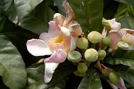 Image result for Manniella gustavi