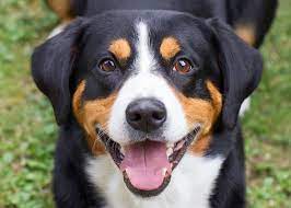 The name sennenhund refers to people called senn, herders in the swiss alps. Entlenbucher Sennenhund Welpen Welpenknigge De