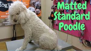 Standard Poodle Is Matted Pro Groomer Tips Youtube Standard Poodle Minature Poodle Poodle