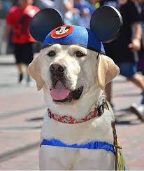 Disney Mickey And Minnie Ears Service Dogs Cute Animals