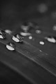Water Drops Nature Black Leaf After Rain Forest Iphone 7 Wallpaper Iphone7wallpapers Co Marble phone wallpaper #applewallpaperiphone white#applewallpaperiphone #marble #phone #wallpaper #white. water drops nature black leaf after