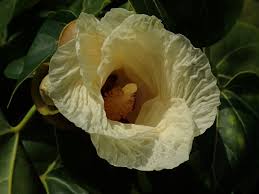 Image result for Thespesia populneoides