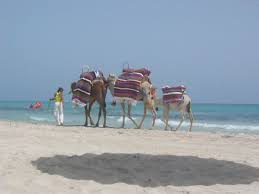 Promenade A Dos De Chameau A Djerba Vacances En Tunisie Djerba Chameau