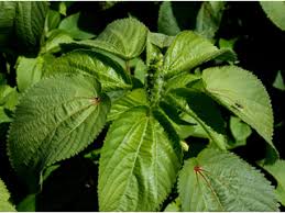 Image result for Acalypha psilostachya