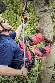 Check spelling or type a new query. Conservation All Aspects Tree Surgeons