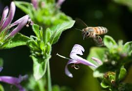 Image result for Hypoestes sp. aff. aristata B