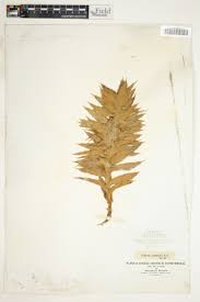 Image result for Cliffortia serpyllifolia