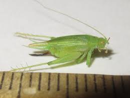 Image result for Tridactyle virginea