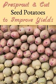 Maybe you would like to learn more about one of these? Pre Sprouting Cutting Seed Potatoes