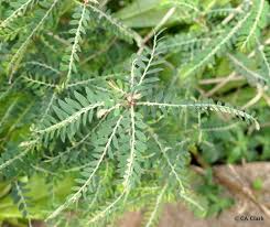 Image result for Phyllanthus nyikae