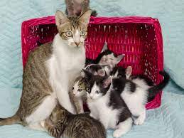 The Kitten Sanctuary Giving Singapore S Stray Cats A New Lease Of Life