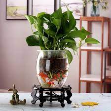 Plantas de interior solo agua imagenes interiores para casas modelos decoracion oficina purificar cuidados no toxica a 2018. 10 Pulgadas Decoracion De La Mesa De Agua Planta Hidroponica De La Pecera De Vidrio Florero Buy Jarron Hidroponico De Vidrio Pecera De Vidrio Jarron De Pecera Product On Alibaba Com